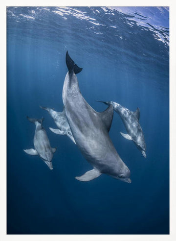 Graceful Dolphins Blue Depths | Poster - White Frame Interior