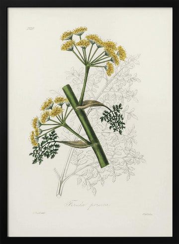 Ferula Persica Medical Botany | Poster - Black Metal Frame Interior