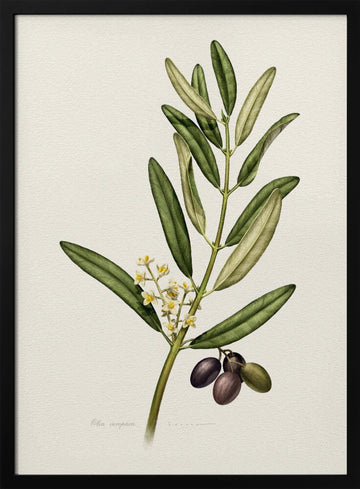 Olive Branch With Fruit | Poster - Black Metal Frame Interior