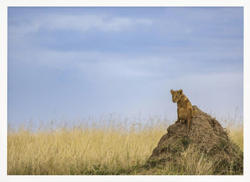 Curious Lion Cub Savanna | Poster - White Frame Interior