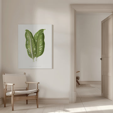 Green Dieffenbachia Baraquiniana Leaf Illustration | Canvas - Room Interior 1