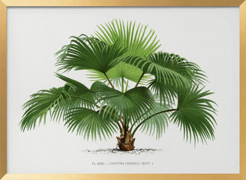 Livistona C | Poster - Gold Frame Interior