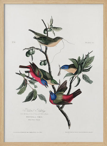Painted Finch From Birds of America (1827) | Poster - Wood Frame Interior