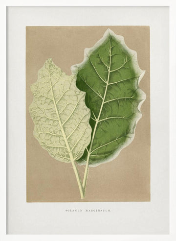 Green Solanum Marginatum Leaf Illustration | Poster - White Frame Interior