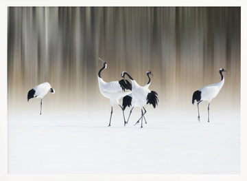 Graceful Cranes in Snow | Poster - White Frame Interior