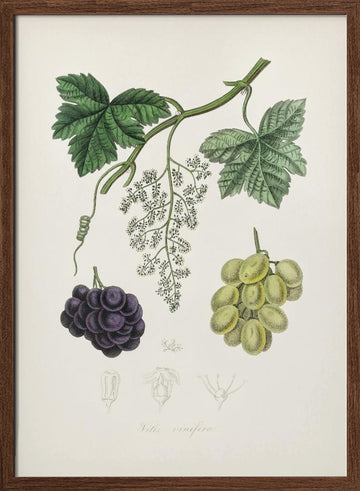 Common Grape Vine (vitis Vinifera) Medical Botany | Poster - Walnut Frame Interior