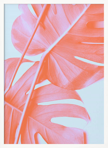 Coral Monstera Glow | Poster - White Frame Interior