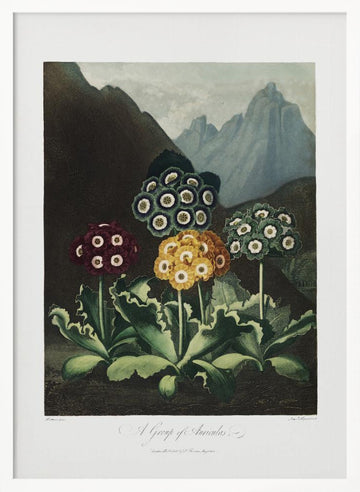 A Group of Auriculas from The Temple of Flora (1807) | Poster - White Frame Interior