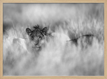Hidden Lion Gaze | Poster - Wood Frame Interior