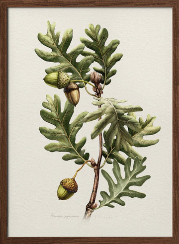 Pyrenean Oak Botanical Art | Poster - Walnut Frame Interior