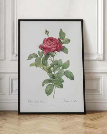 Rosa Gallica Pontiana, Les Roses (1817–1824) | Poster - Room Interior 1