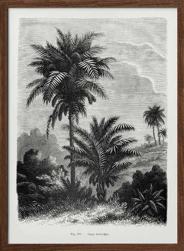 Vintage Palm Tree Drawing V | Poster - Walnut Frame Interior
