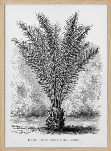 Vintage Palm Tree Drawing Xiii | Poster - Wood Frame Interior