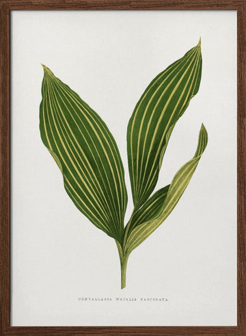 Lily of the Valley Leaf Illustration | Poster - Walnut Frame Interior