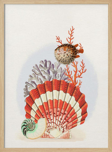 Oceanic Shells and Fish | Poster - Wood Frame Interior