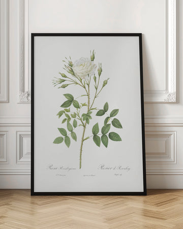 Rose of Rosenberg, Les Roses (1817–1824) | Poster - Room Interior 1