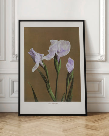 Iris Kæmpferi no2 | Poster - Room Interior 1