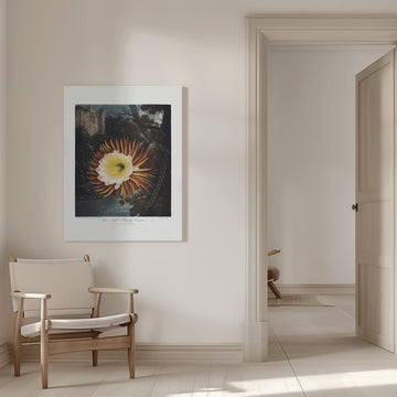 The Night–Blowing Cereus from The Temple of Flora (1807) | Canvas - Room Interior 1