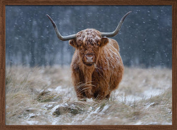 Snowy Highland Cow | Poster - Walnut Frame Interior