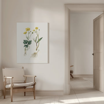 Lesser Spearwort (ranunculus Flammula) Medical Botany | Canvas - Room Interior 1