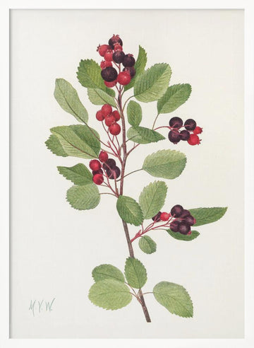 Saskatoon From North American Wildflowers (1925) By Mary Vaux Walcott | Poster - White Frame Interior