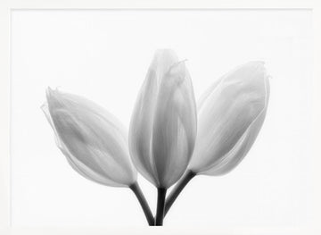 Soft White Tulips | Poster - White Frame Interior