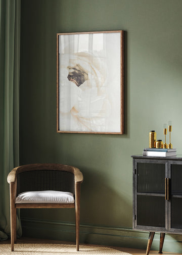 Soft White Ranunculus Bloom | Poster - Room Interior 2