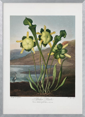 Pitcher Plant from The Temple of Flora (1807) | Poster - Silver Frame Interior