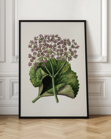 Antique Plant Ii Drawn By Sarah Featon (1848–1927) | Poster - Room Interior 1