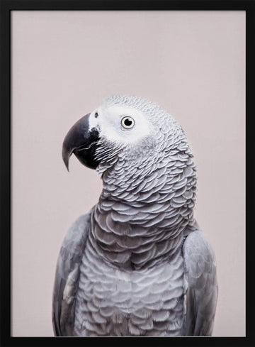 African Grey | Poster - Black Metal Frame Interior