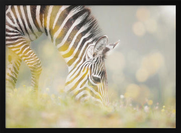Peaceful Zebra Foal | Poster - Black Metal Frame Interior