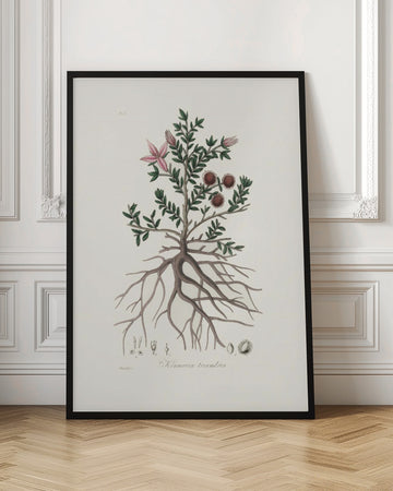 Rhatany (krameria Triandrea) Medical Botany | Poster - Room Interior 1