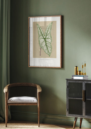 Green Caladium Belleymii Leaf Illustration | Poster - Room Interior 2