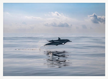 Dolphins Leaping Ocean | Poster - White Frame Interior