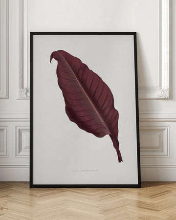 Pink Canna Atronigricans Leaf Illustration | Poster - Room Interior 1