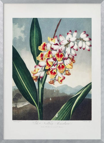 The Nodding Renealmia from The Temple of Flora (1807) | Poster - Silver Frame Interior