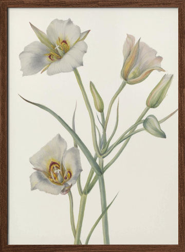 Sego Lily | Poster - Walnut Frame Interior