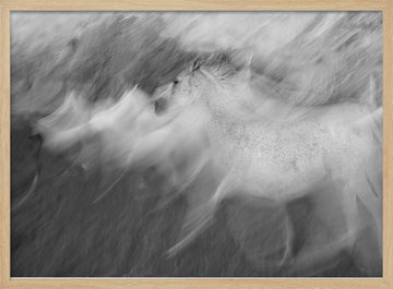 Dynamic White Horse | Poster - Wood Frame Interior