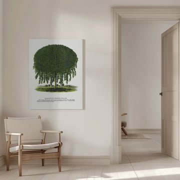 Kilmarnock Weeping Willow Tree Lithograph | Canvas - Room Interior 1