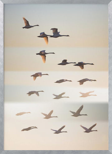 Swans in Golden Light | Poster - Silver Frame Interior
