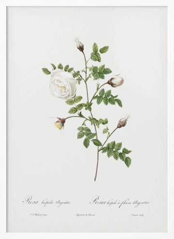 Silver Flowered Hispid Rose, Les Roses (1817–1824) | Poster - White Frame Interior