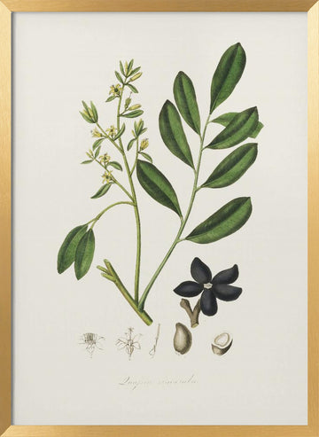 Lualsia Simarula Medical Botany | Poster - Gold Frame Interior