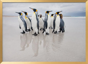King Penguins on Beach | Poster - Gold Frame Interior