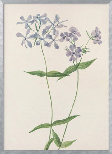 Blue Phlox From North American Wildflowers (1925) By Mary Vaux Walcott. | Poster - Silver Frame Interior