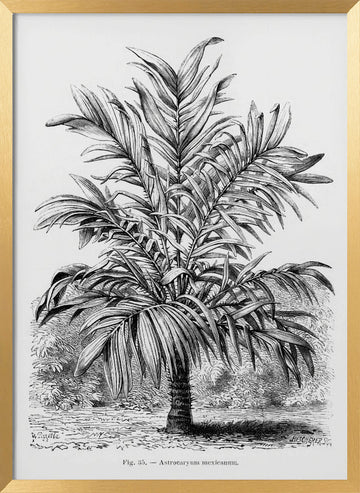 Vintage Palm Tree Drawing Ix | Poster - Gold Frame Interior