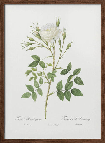 Rose of Rosenberg, Les Roses (1817–1824) | Poster - Walnut Frame Interior