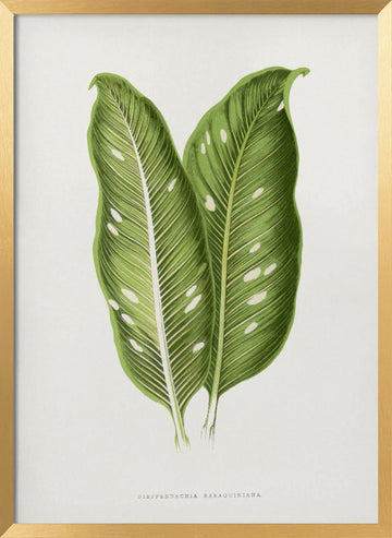 Green Dieffenbachia Baraquiniana Leaf Illustration | Poster - Gold Frame Interior
