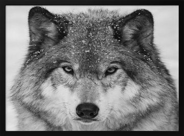 Winter Wolf Gaze | Poster - Black Metal Frame Interior