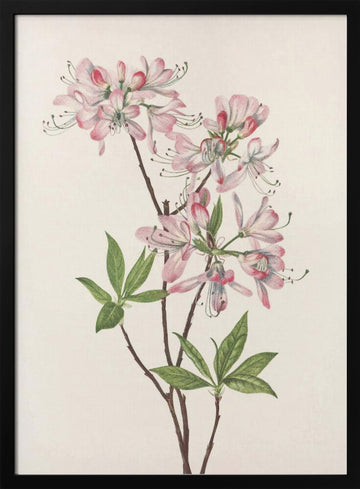 Pinkshell Azalea From North American Wildflowers (1925) By Mary Vaux Walcott | Poster - Black Metal Frame Interior
