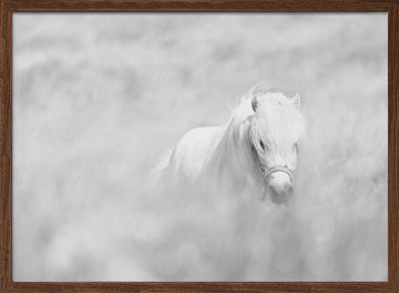 Dreamy White Pony | Poster - Walnut Frame Interior